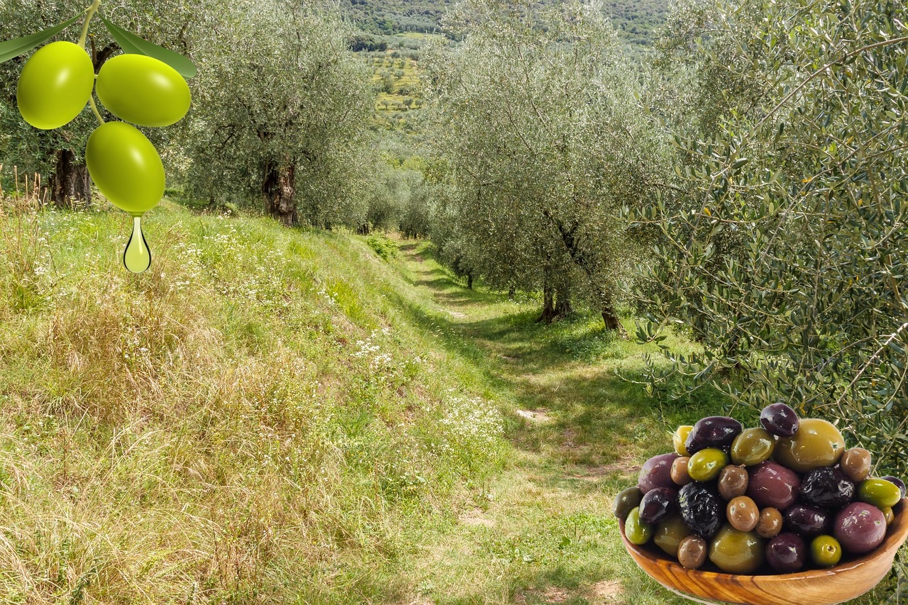 Olive-Picking